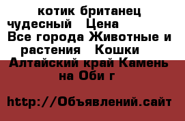 котик британец чудесный › Цена ­ 12 000 - Все города Животные и растения » Кошки   . Алтайский край,Камень-на-Оби г.